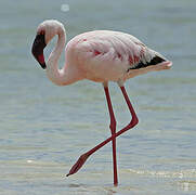 Lesser Flamingo