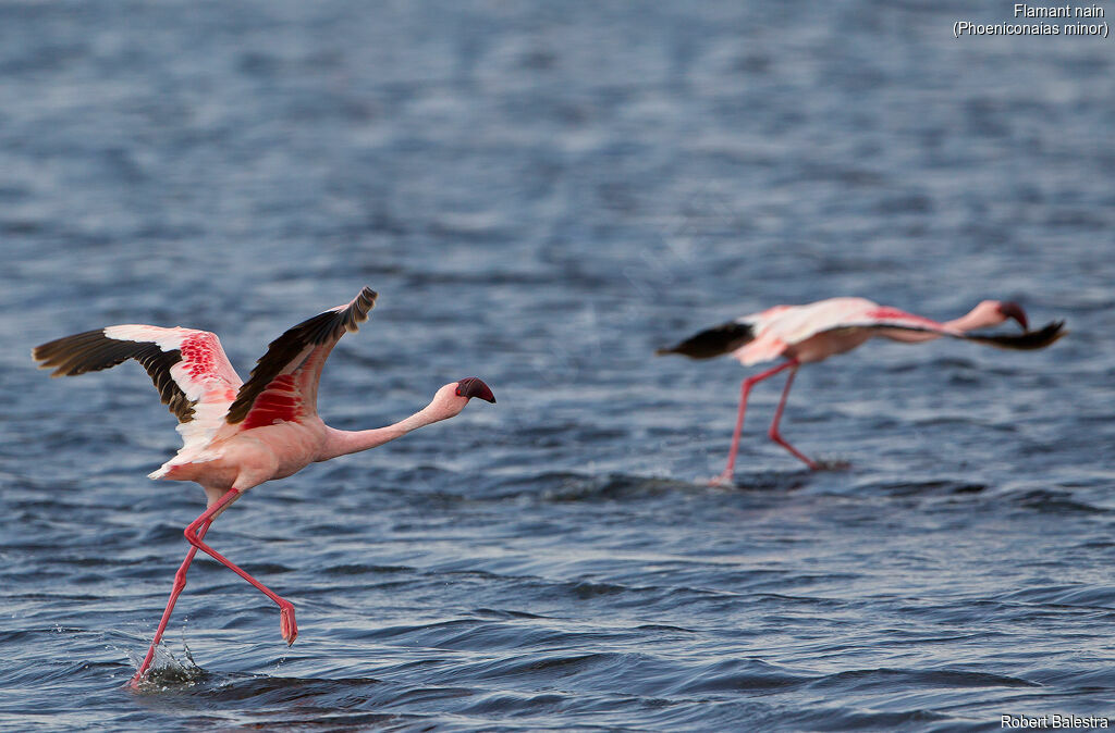 Lesser Flamingo