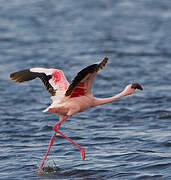 Lesser Flamingo