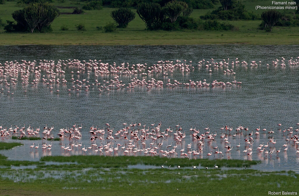 Lesser Flamingo