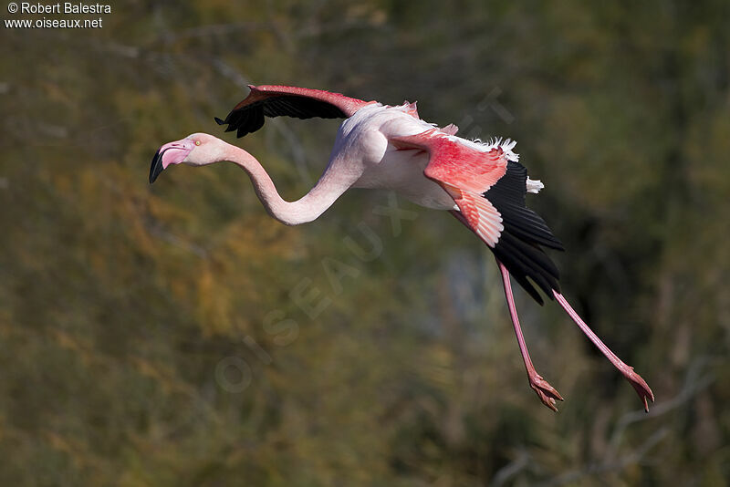 Flamant rose