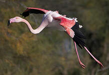 Flamant rose