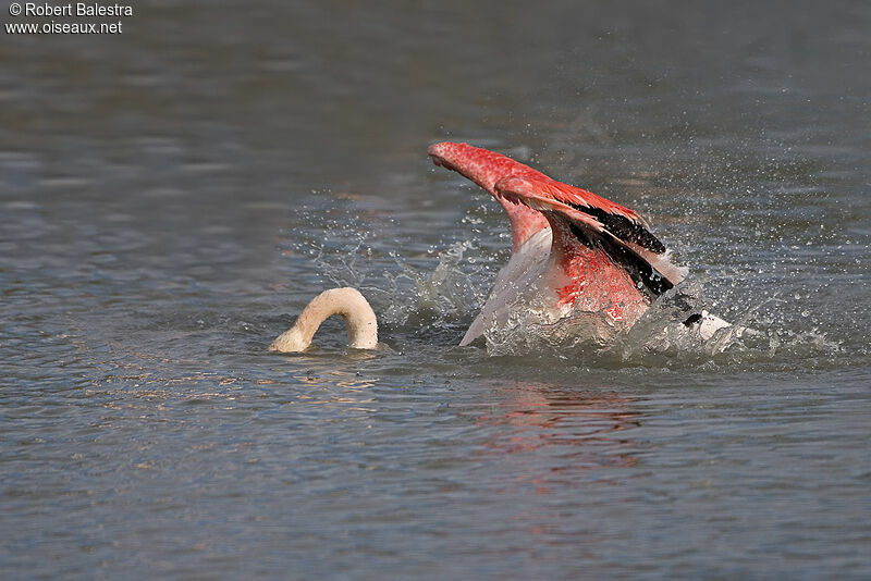 Flamant rose