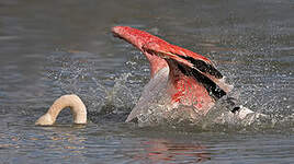 Flamant rose