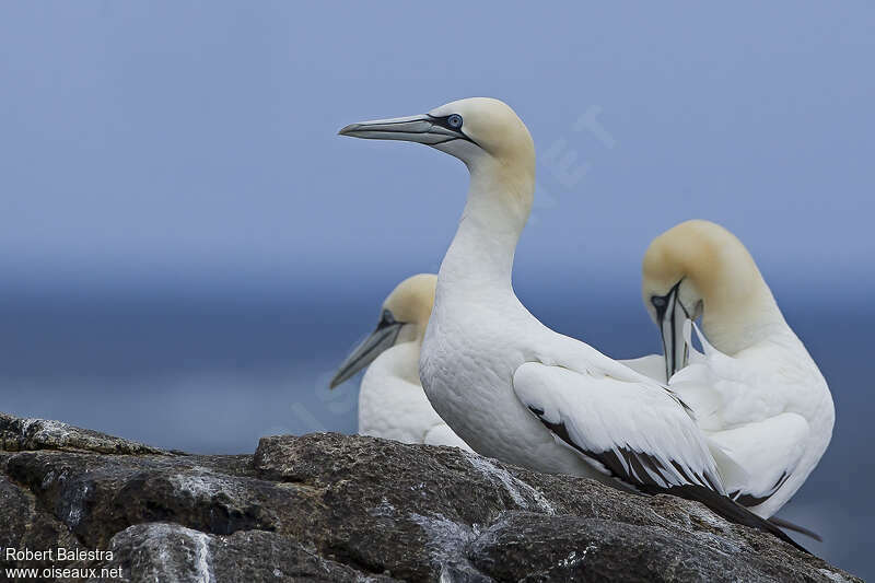 Northern Gannetadult, identification