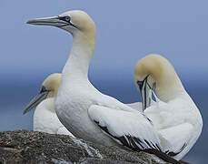 Northern Gannet