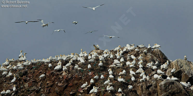 Northern Gannet