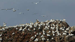 Northern Gannet