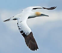 Northern Gannet