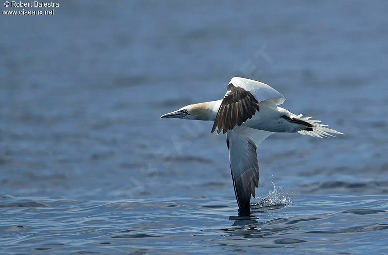 Northern Gannet