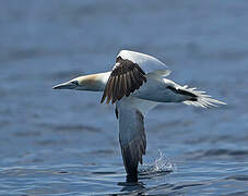 Northern Gannet