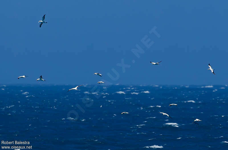 Cape Gannet, Flight