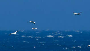 Cape Gannet