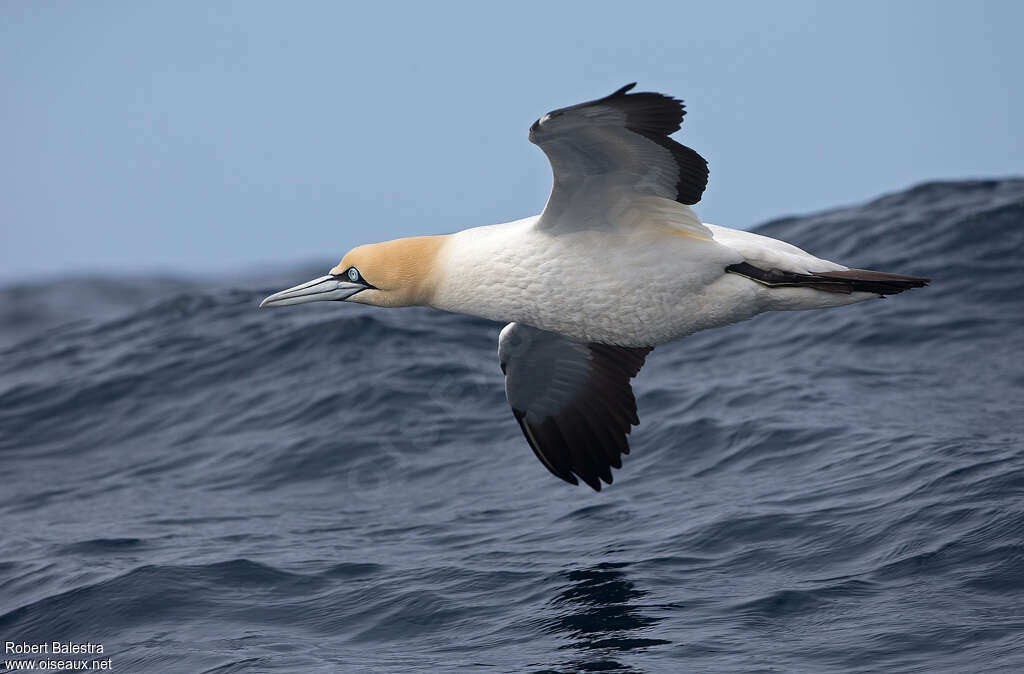 Cape Gannetadult, Flight