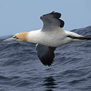 Cape Gannet