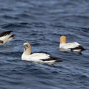 Cape Gannet