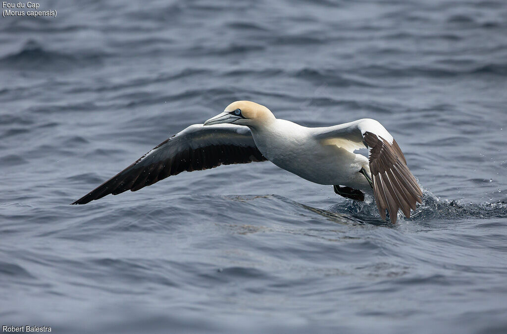 Cape Gannet