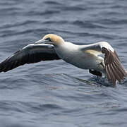 Cape Gannet