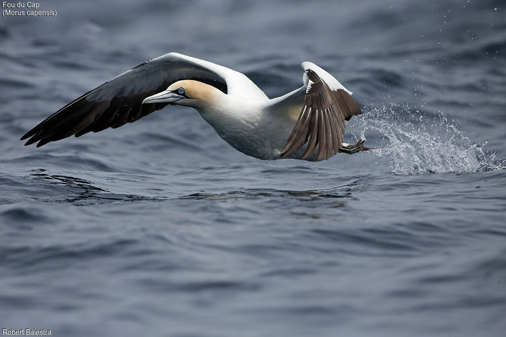 Cape Gannet