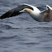 Cape Gannet