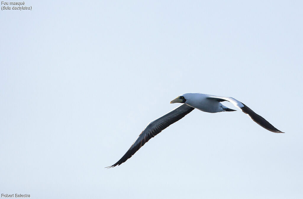 Masked Booby