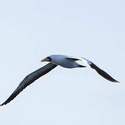 Masked Booby