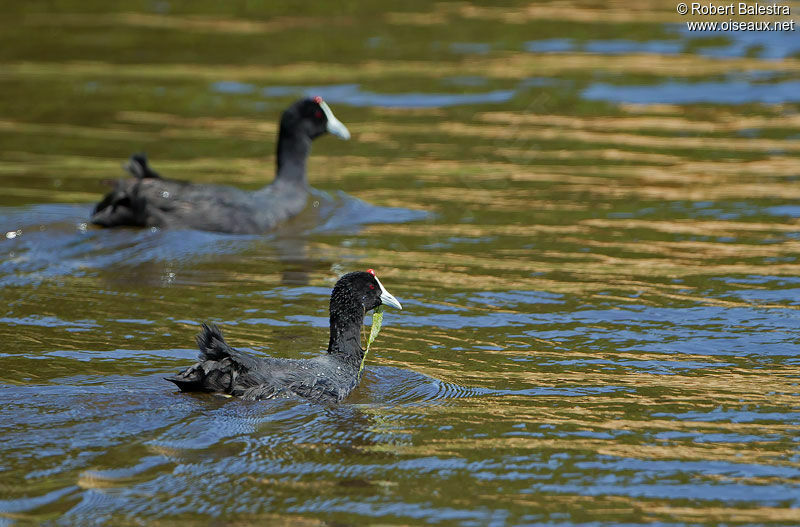 Red-knobbed Coot