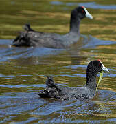 Red-knobbed Coot