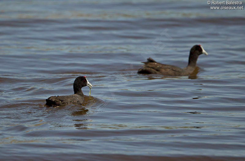 Red-knobbed Coot