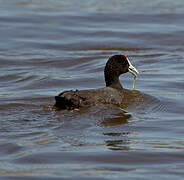 Red-knobbed Coot