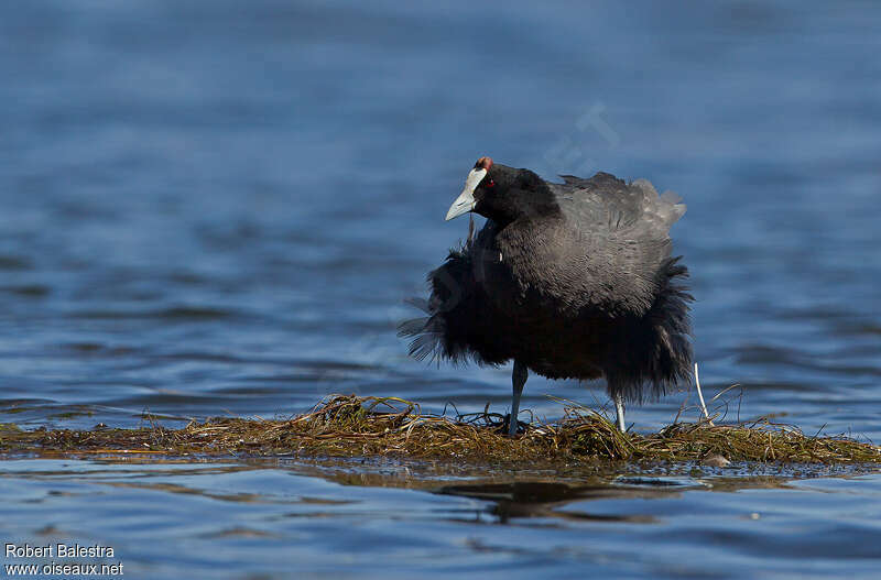 Red-knobbed Cootadult, pigmentation, Behaviour