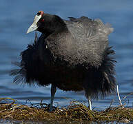 Red-knobbed Coot