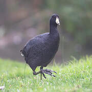 American Coot