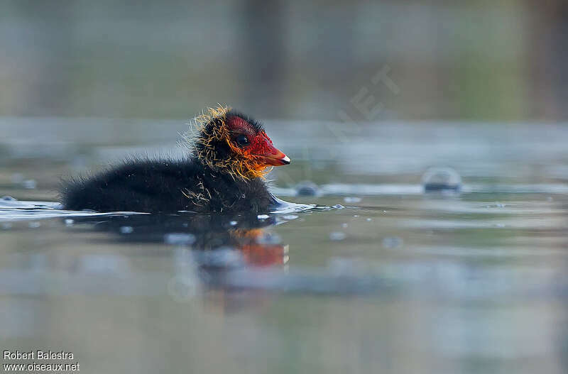 Foulque macroulePoussin, identification