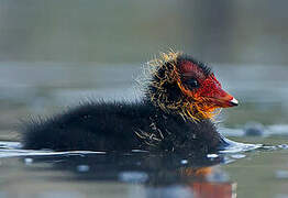 Eurasian Coot