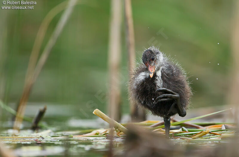 Eurasian Cootjuvenile