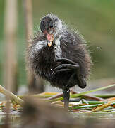 Eurasian Coot