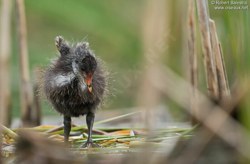 Eurasian Cootjuvenile