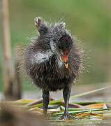 Eurasian Coot