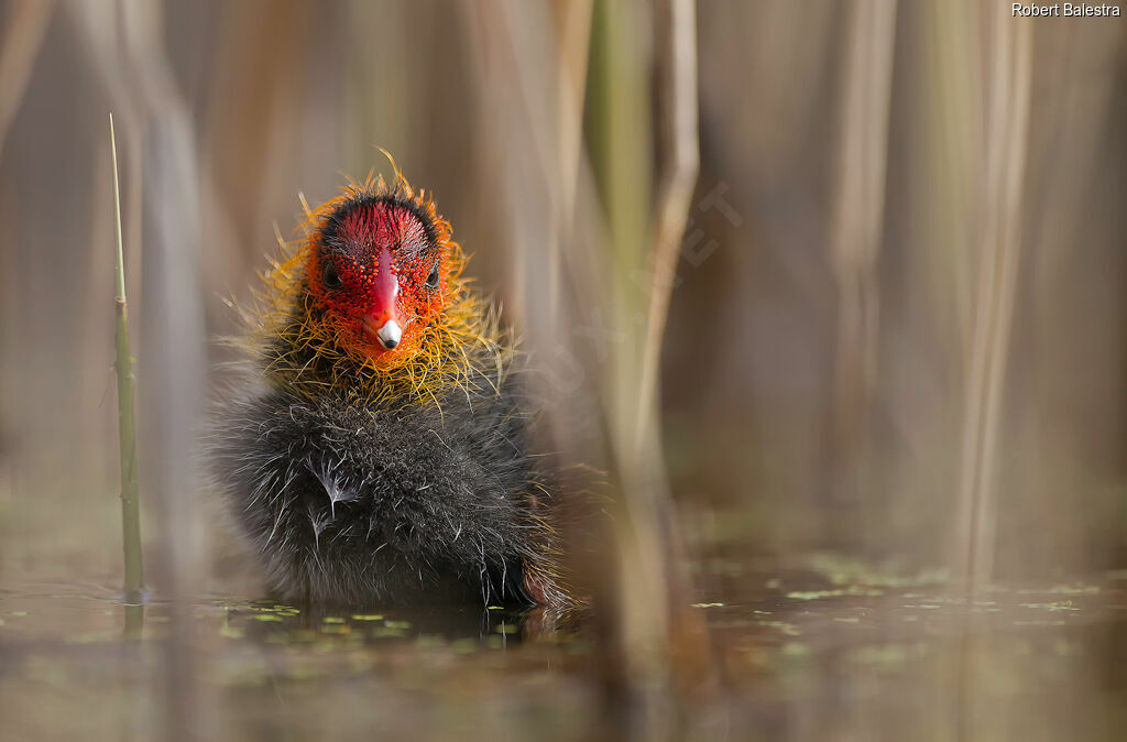 Eurasian CootPoussin