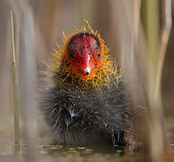 Eurasian Coot