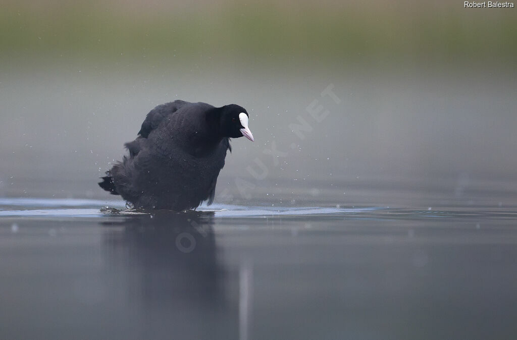 Eurasian Coot