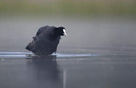 Eurasian Coot