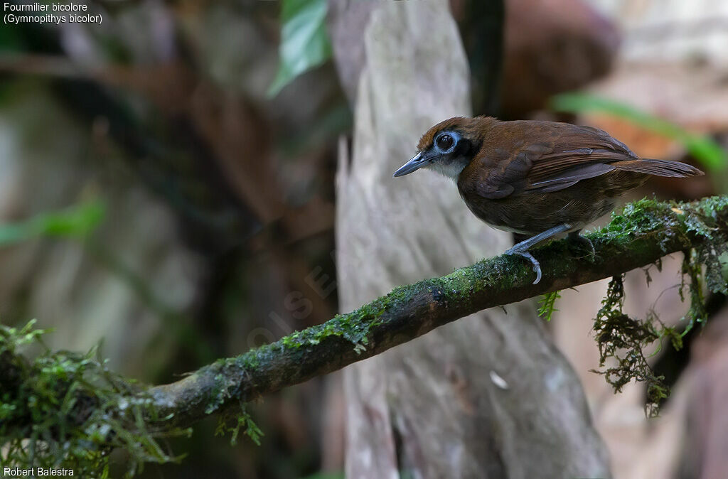 Bicolored Antbird