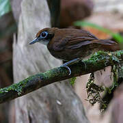 Bicolored Antbird