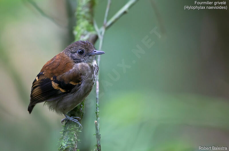 Spotted Antbird female