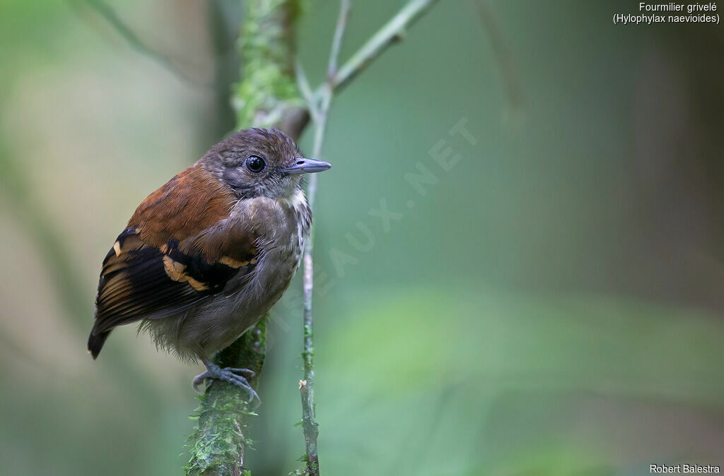 Spotted Antbird female