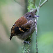 Spotted Antbird