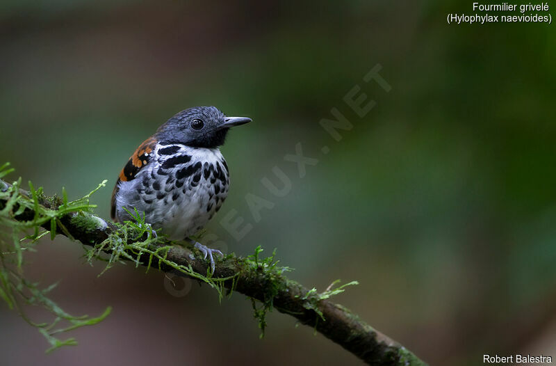 Spotted Antbird male