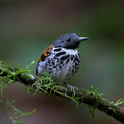 Spotted Antbird